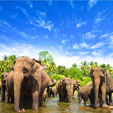 Elephants in Sri Lanka wade into a shallow body of water against a blue sky.